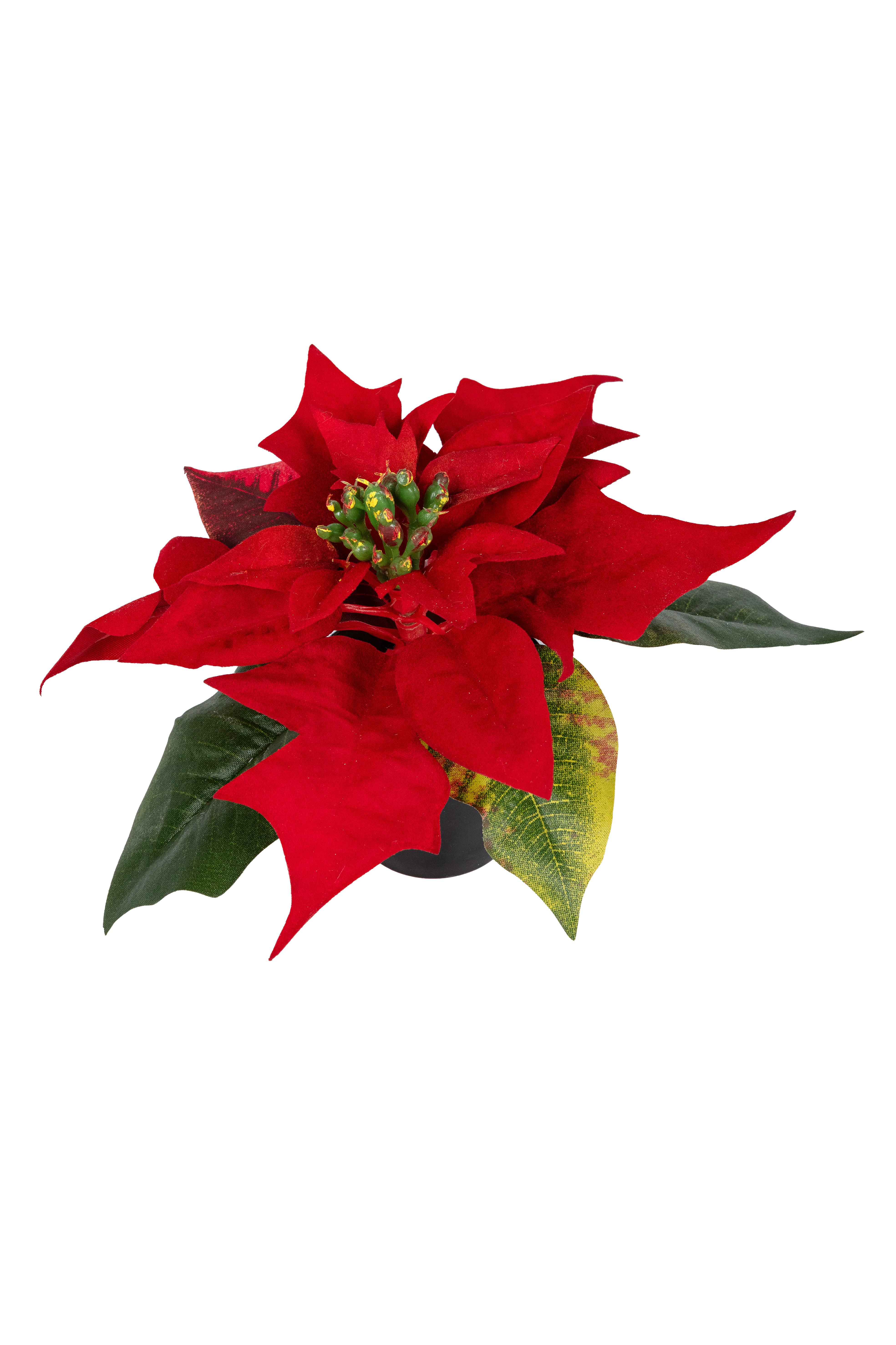 Poinsettia in pot