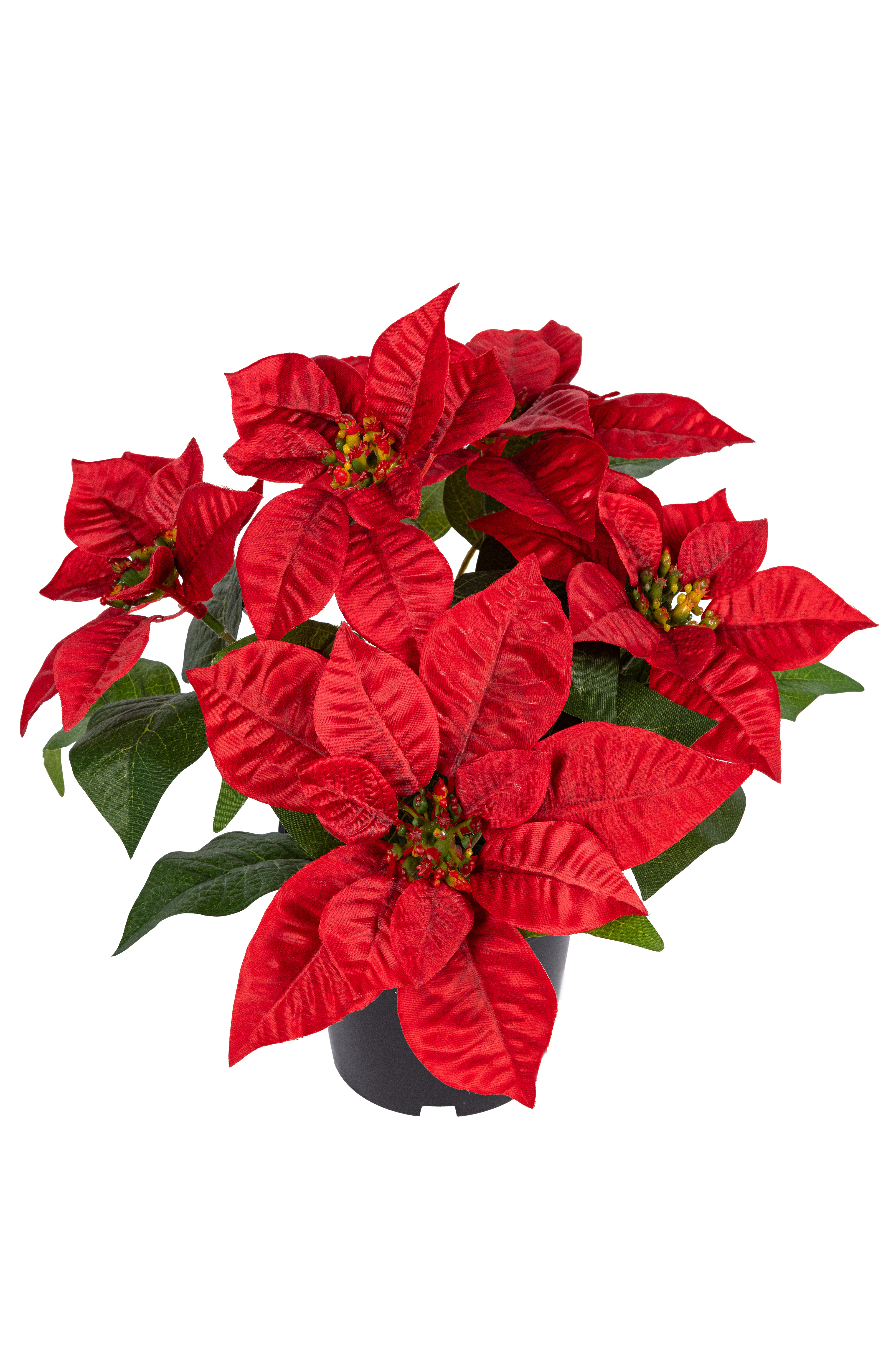 Poinsettia in pot