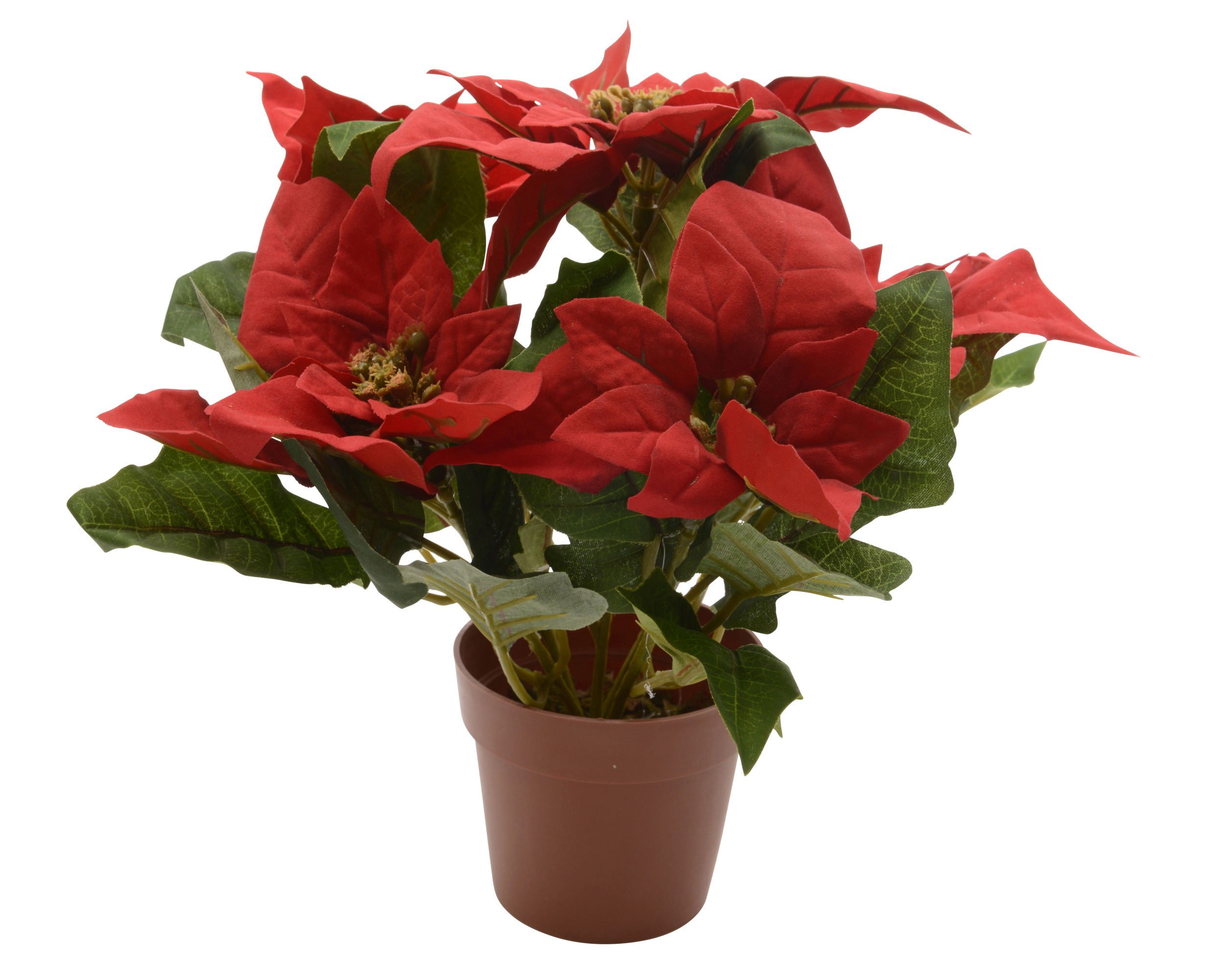 Poinsettia in pot