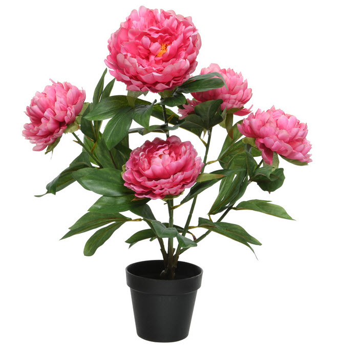 Peony in pot