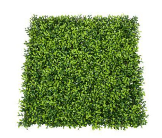 Pittosporum