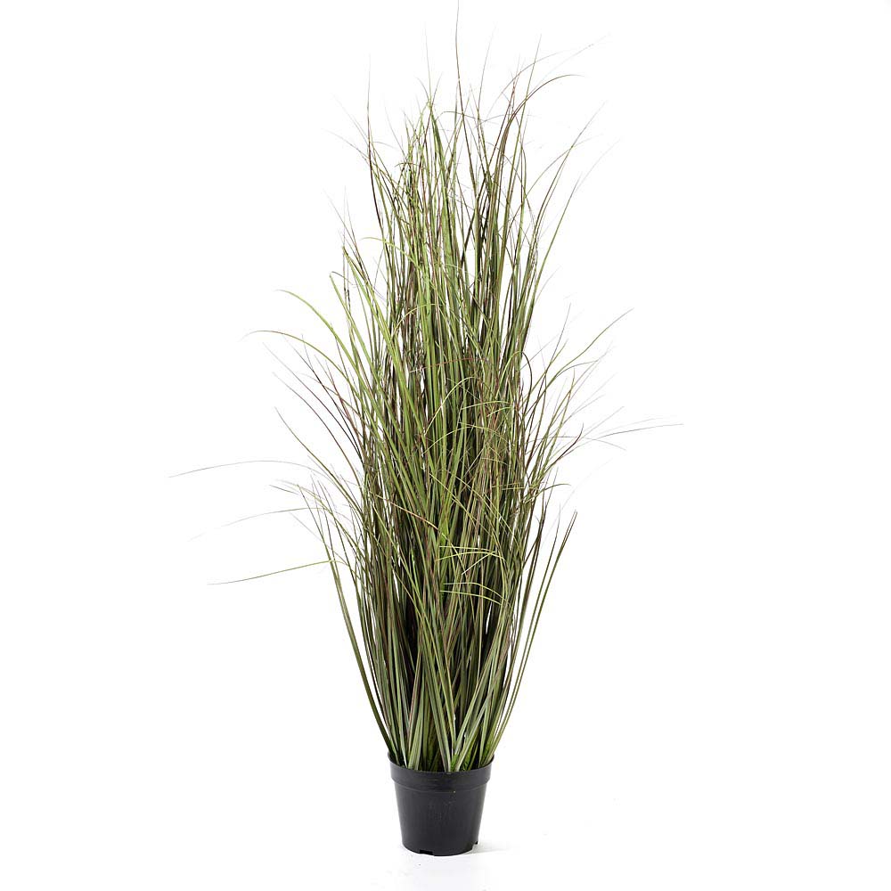 Onion grass in pot