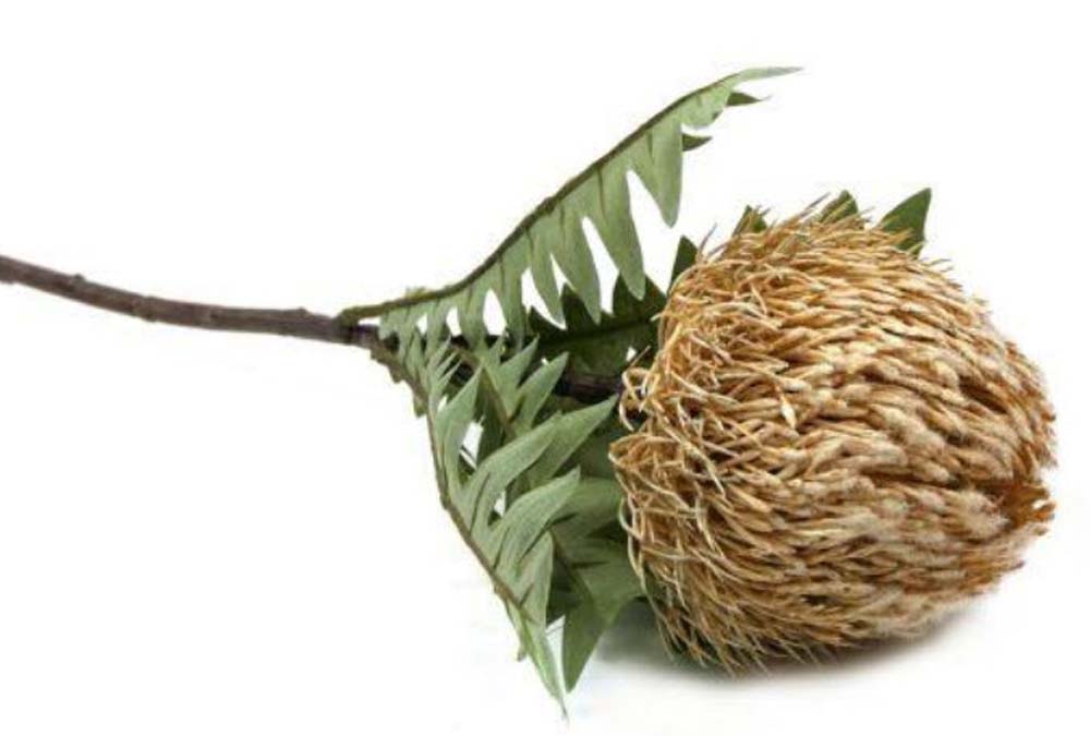 Protea x1 spray