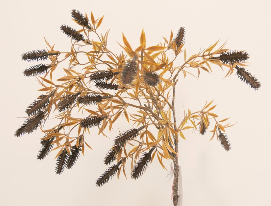Birch spray