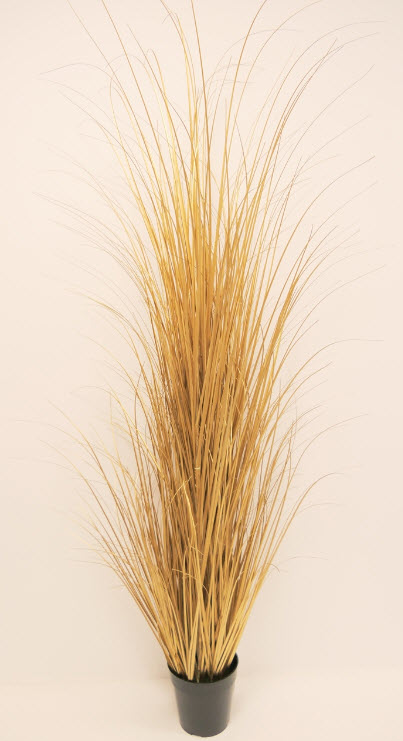 Grass in pot
