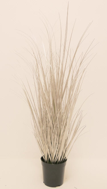 Grass in pot