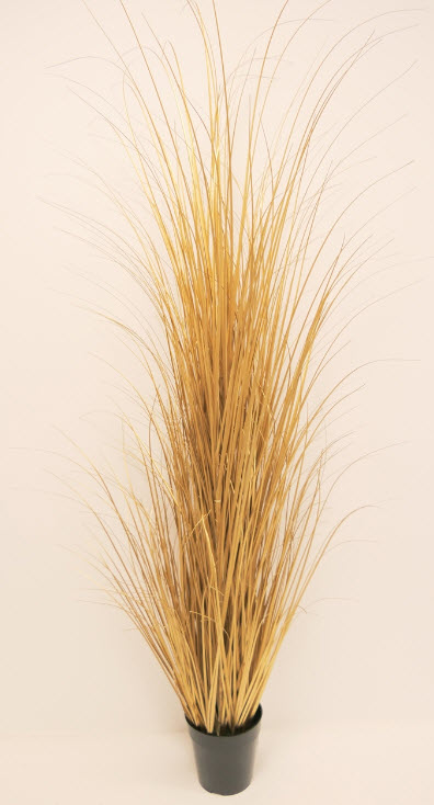 Grass in pot
