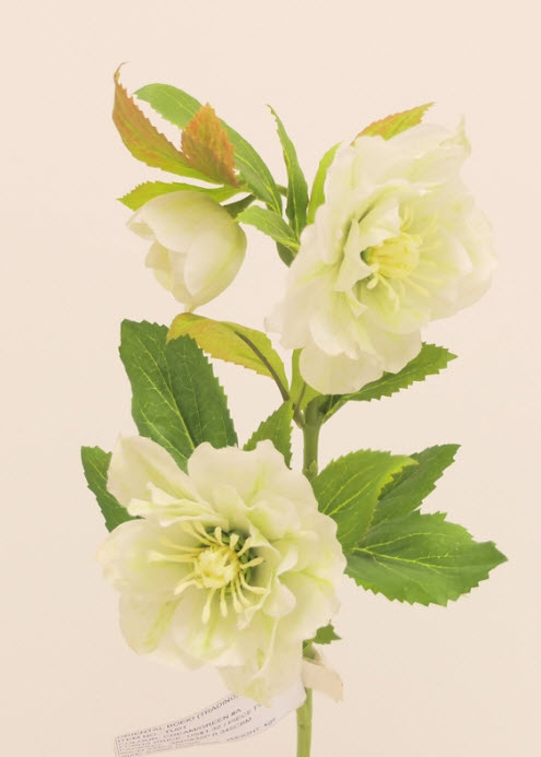Helleborus