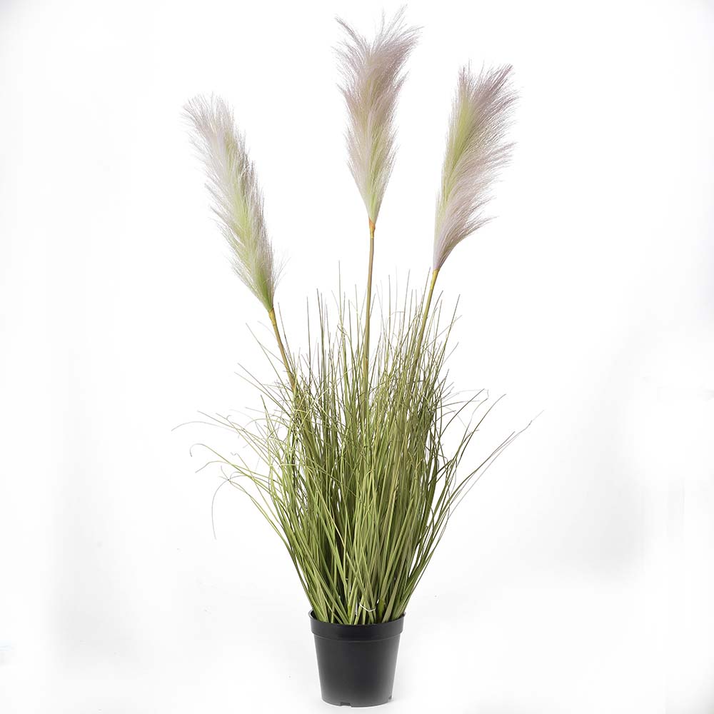 Reed grass