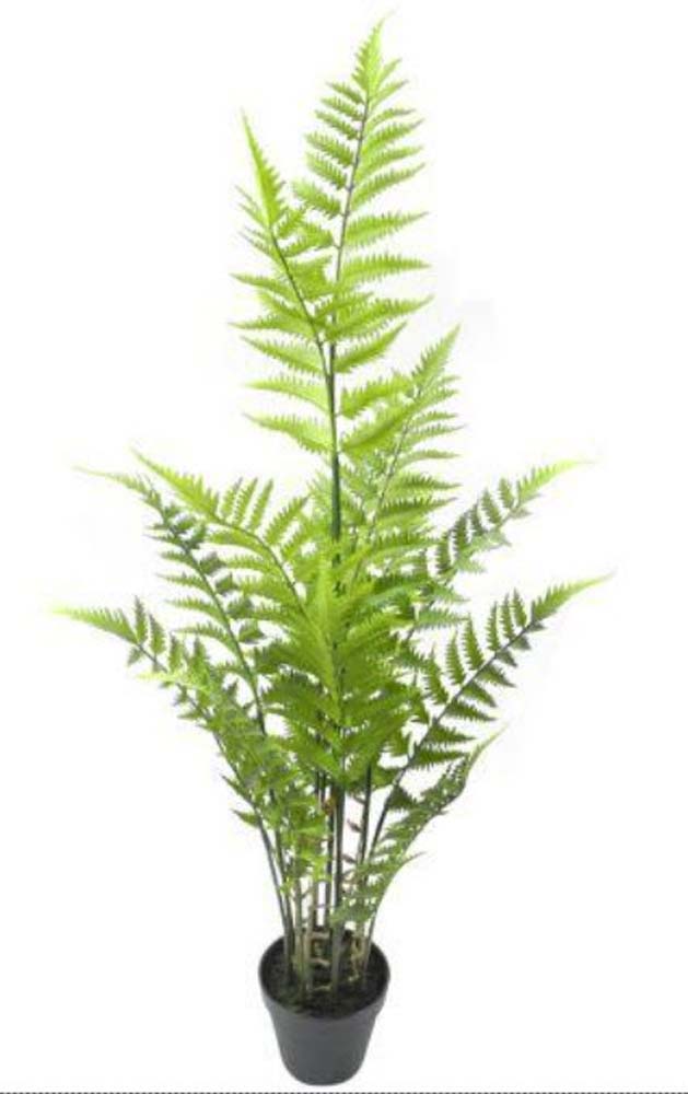 Fern in pot