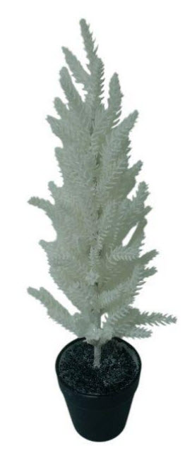 Pine tree in pot