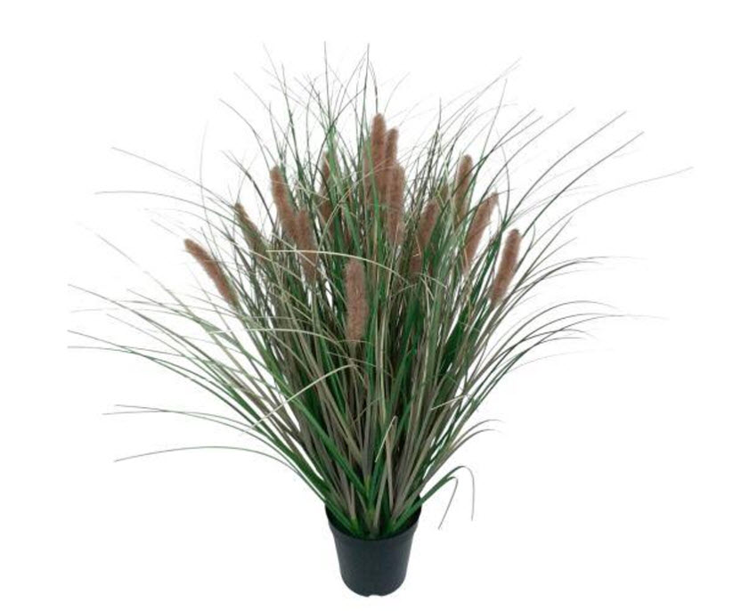 Grass in pot x19