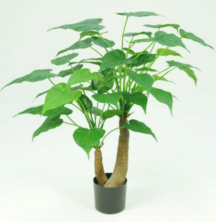 Alocasia tree