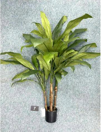 Cordyline tree 44lvs