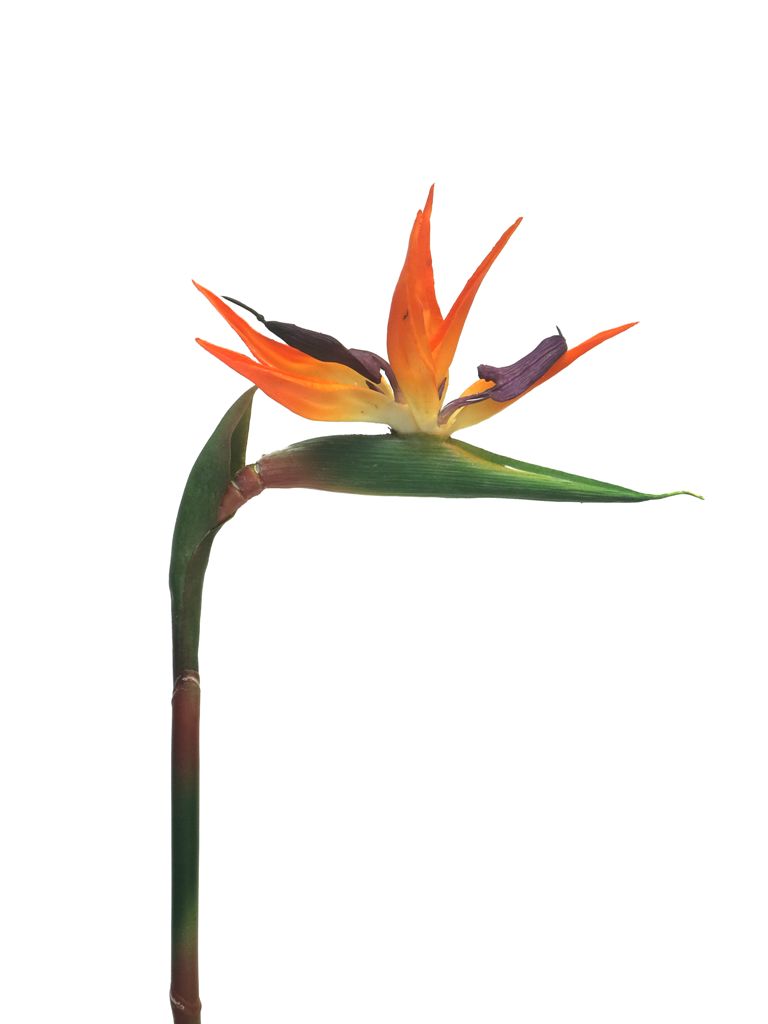 Strelitzia spray s