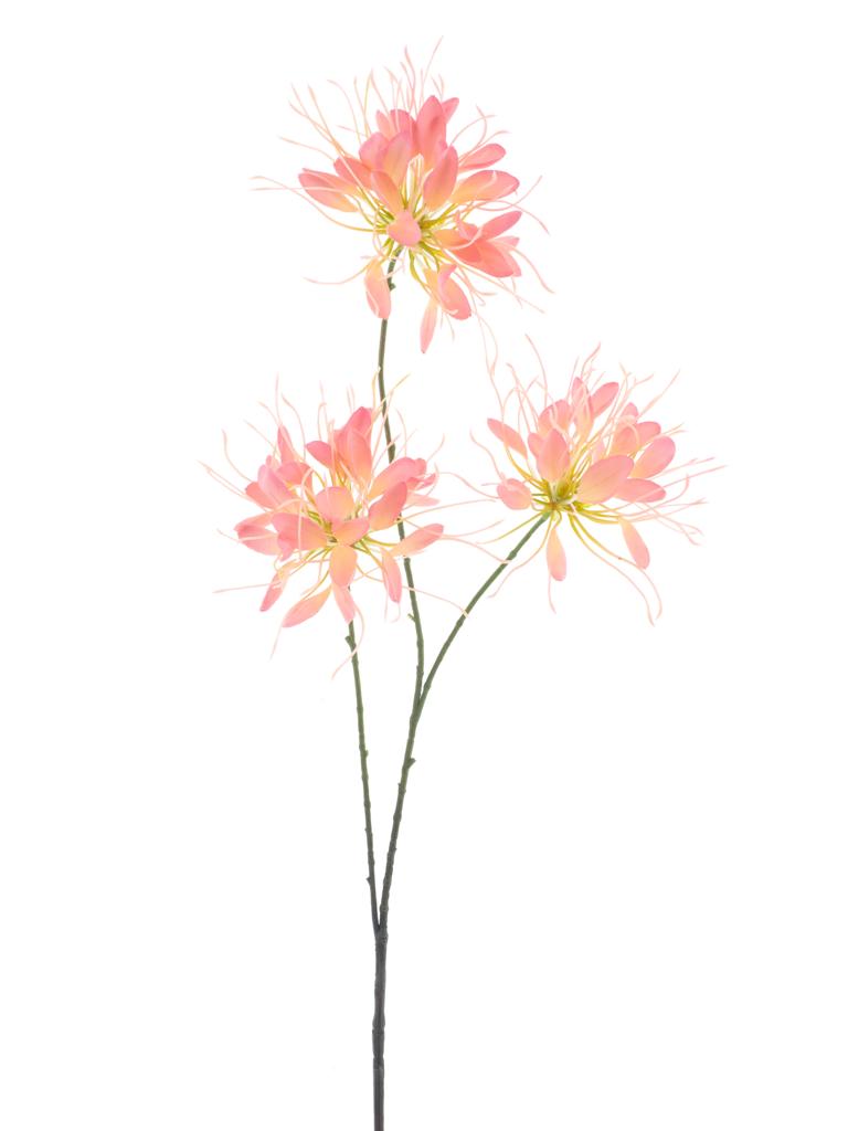 Spider flower spray
