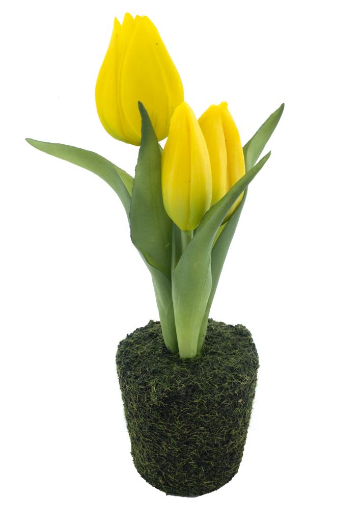 Tulip sally in pot