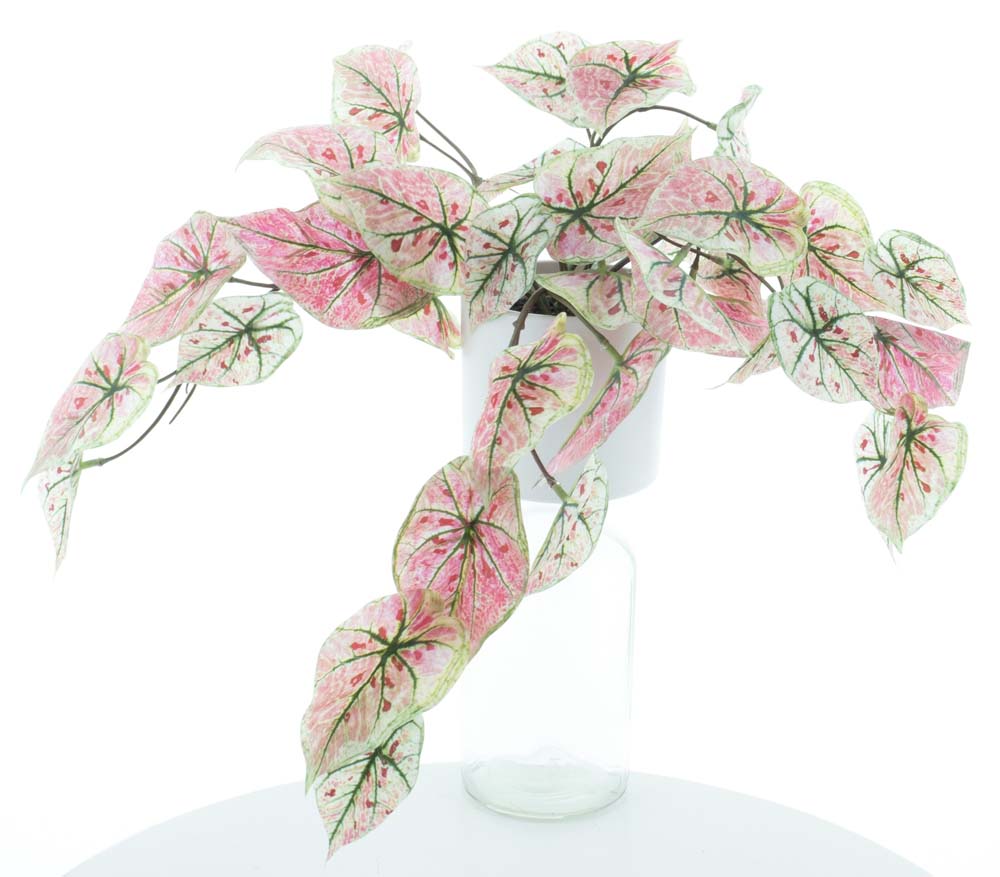Dieffenbachia plant