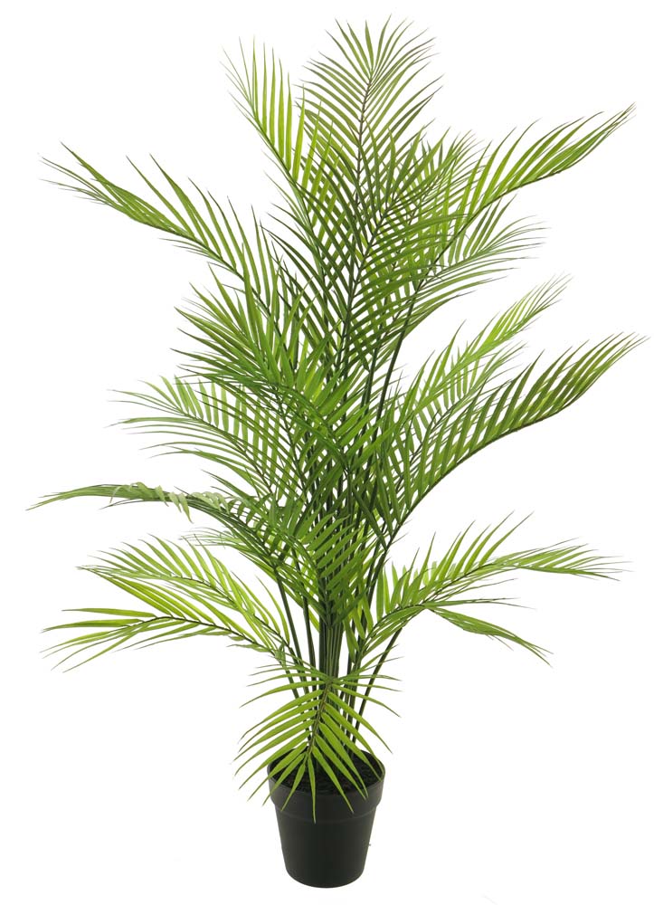 Areca dypsis in pot