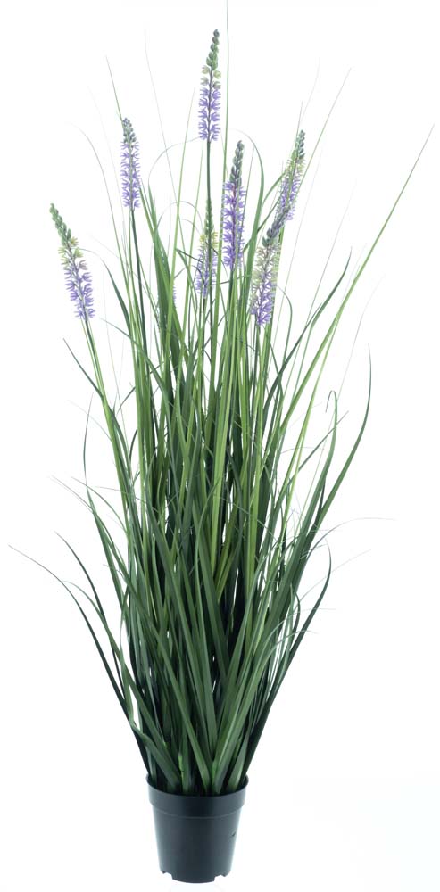 Wild liriope grass