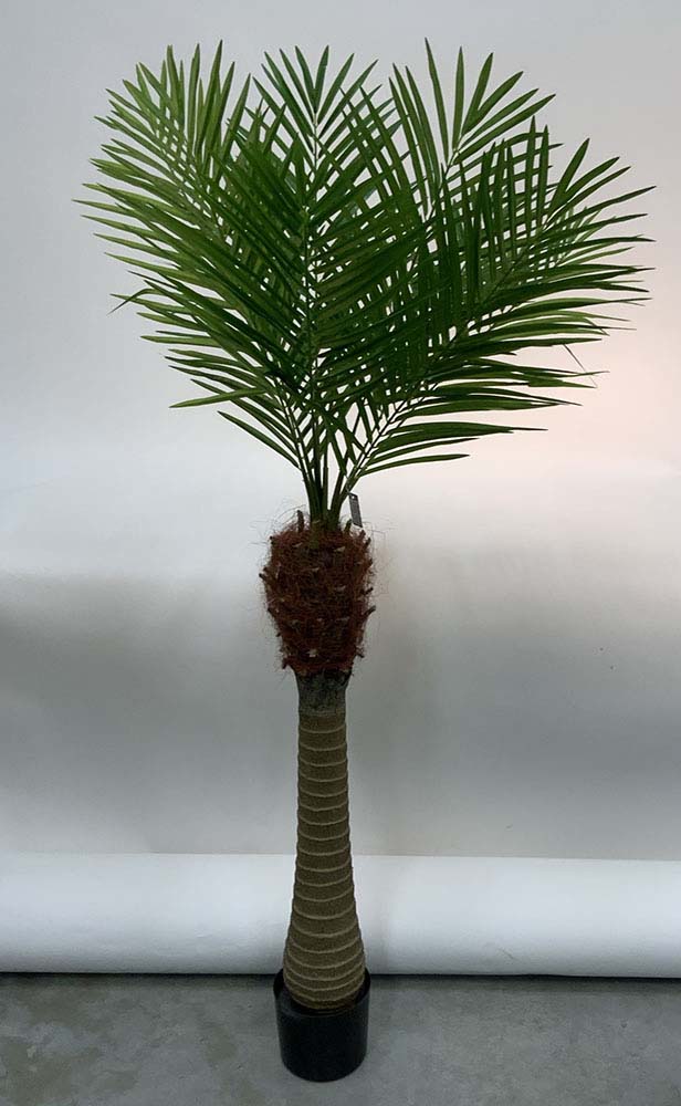 Areca palm maui