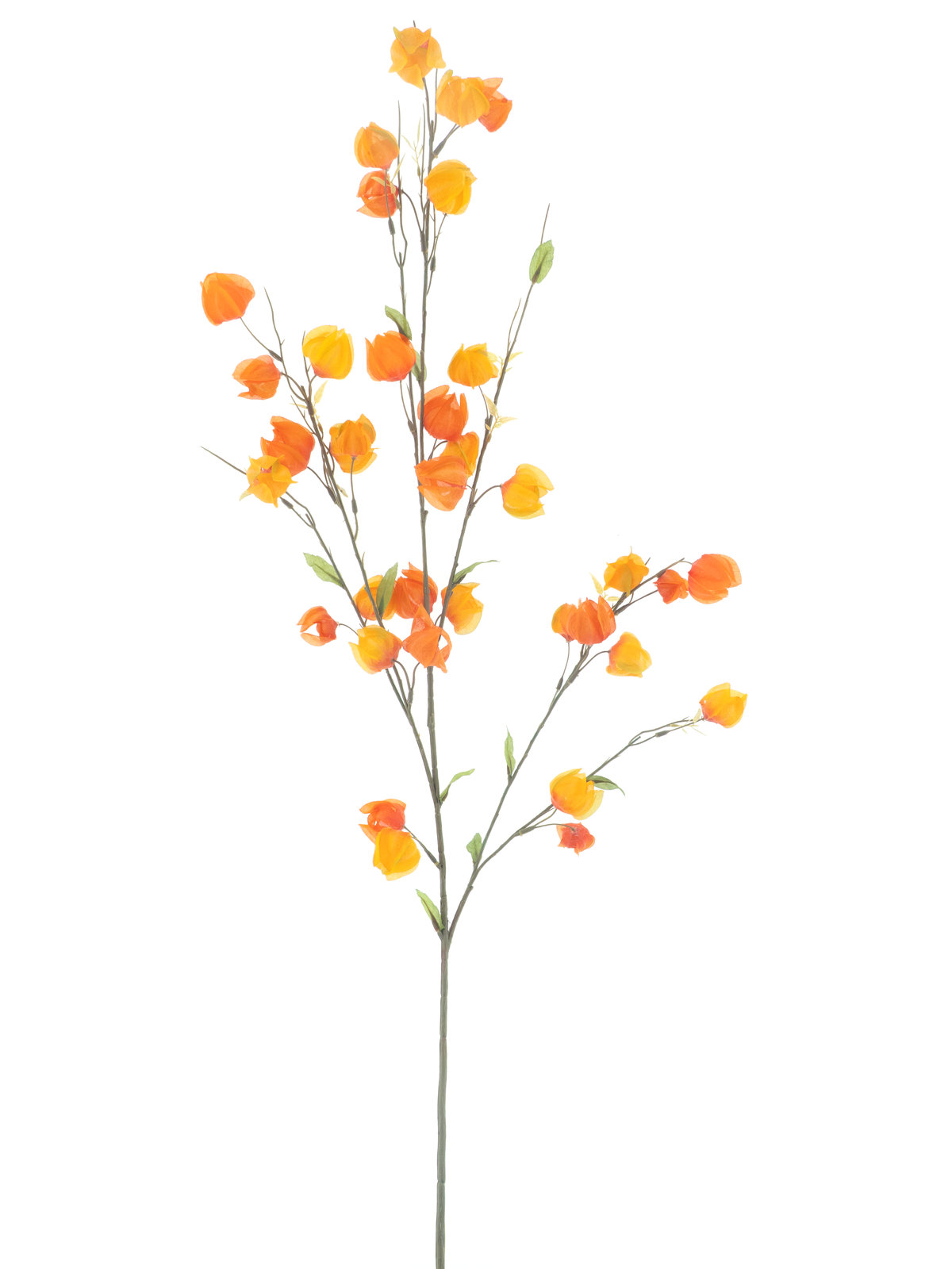 Physalis spray