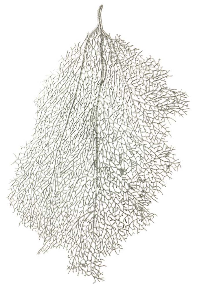 Coral leaf
