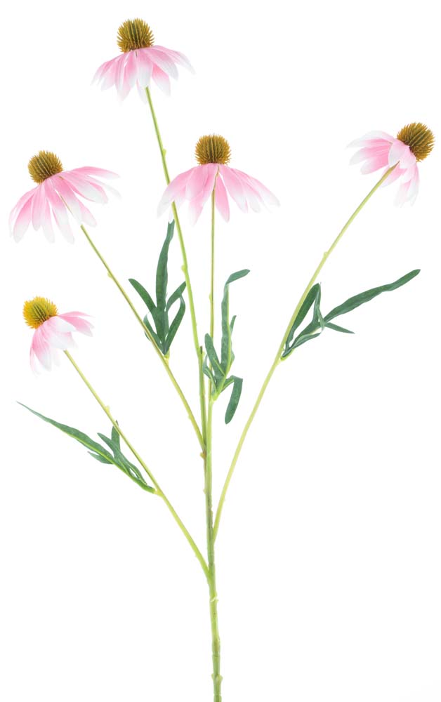 Rudbeckia spray