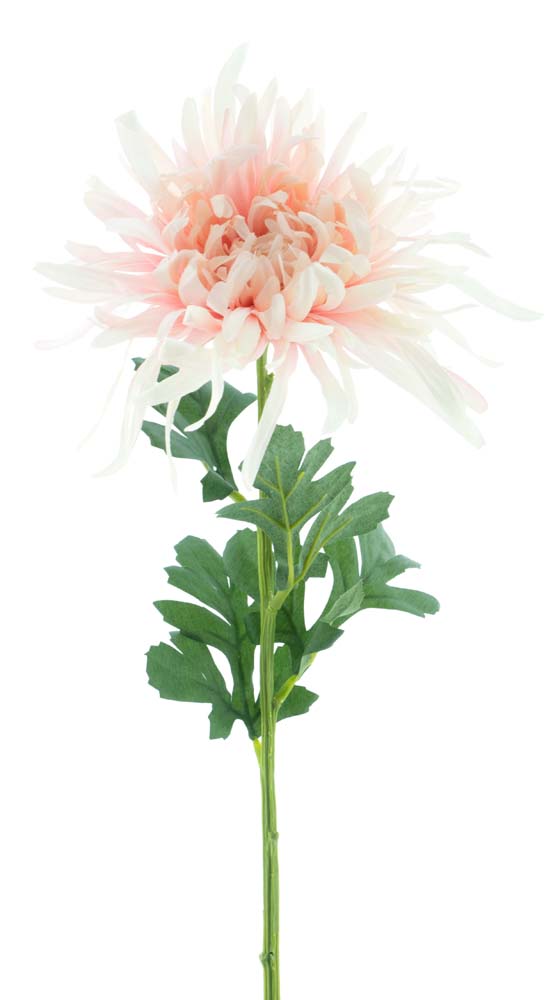 Spider mum spray