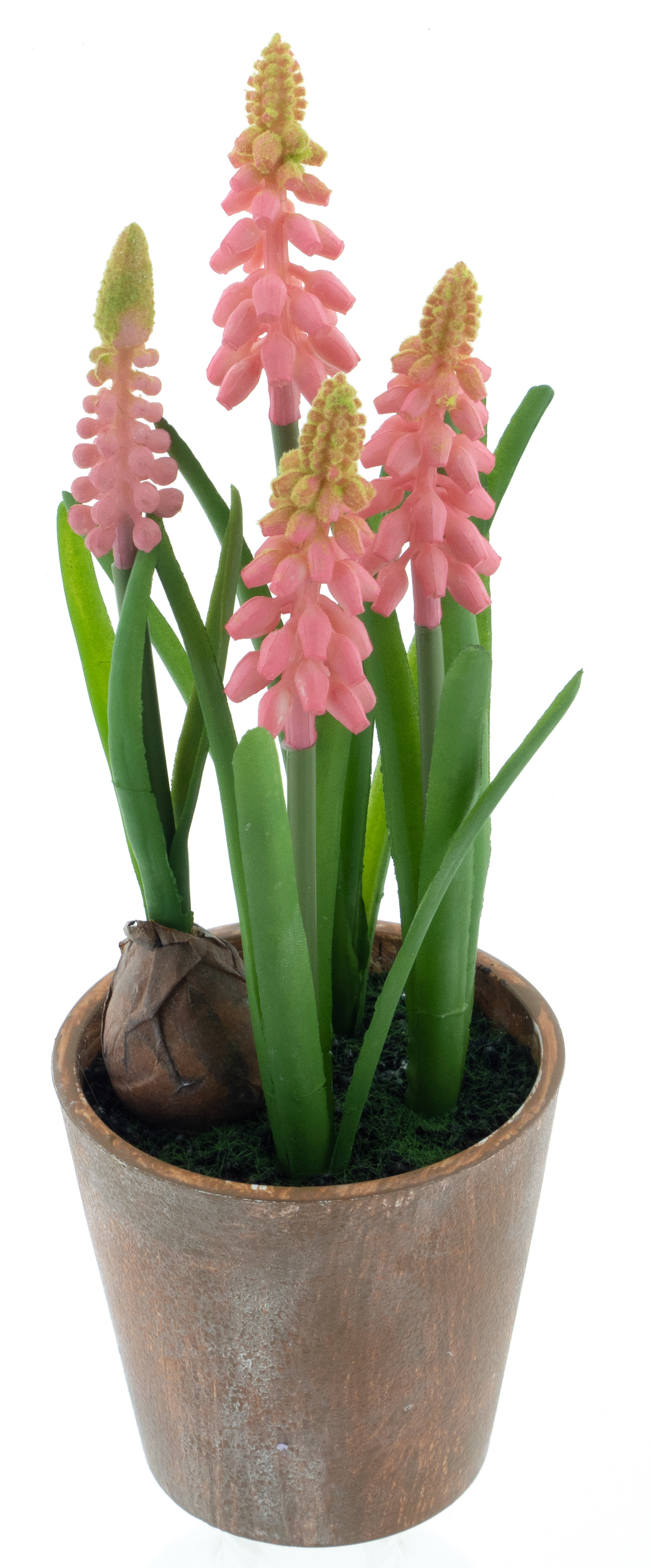 Muscari in pot
