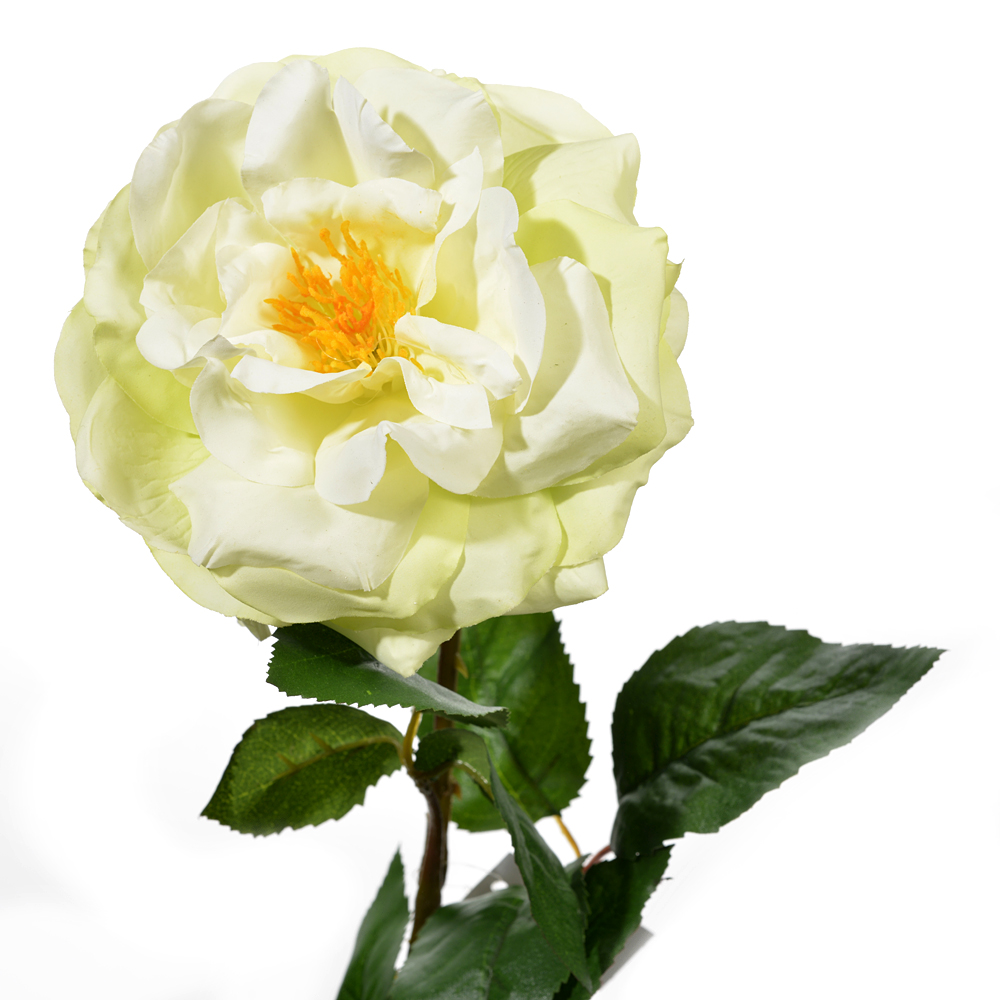 English rose