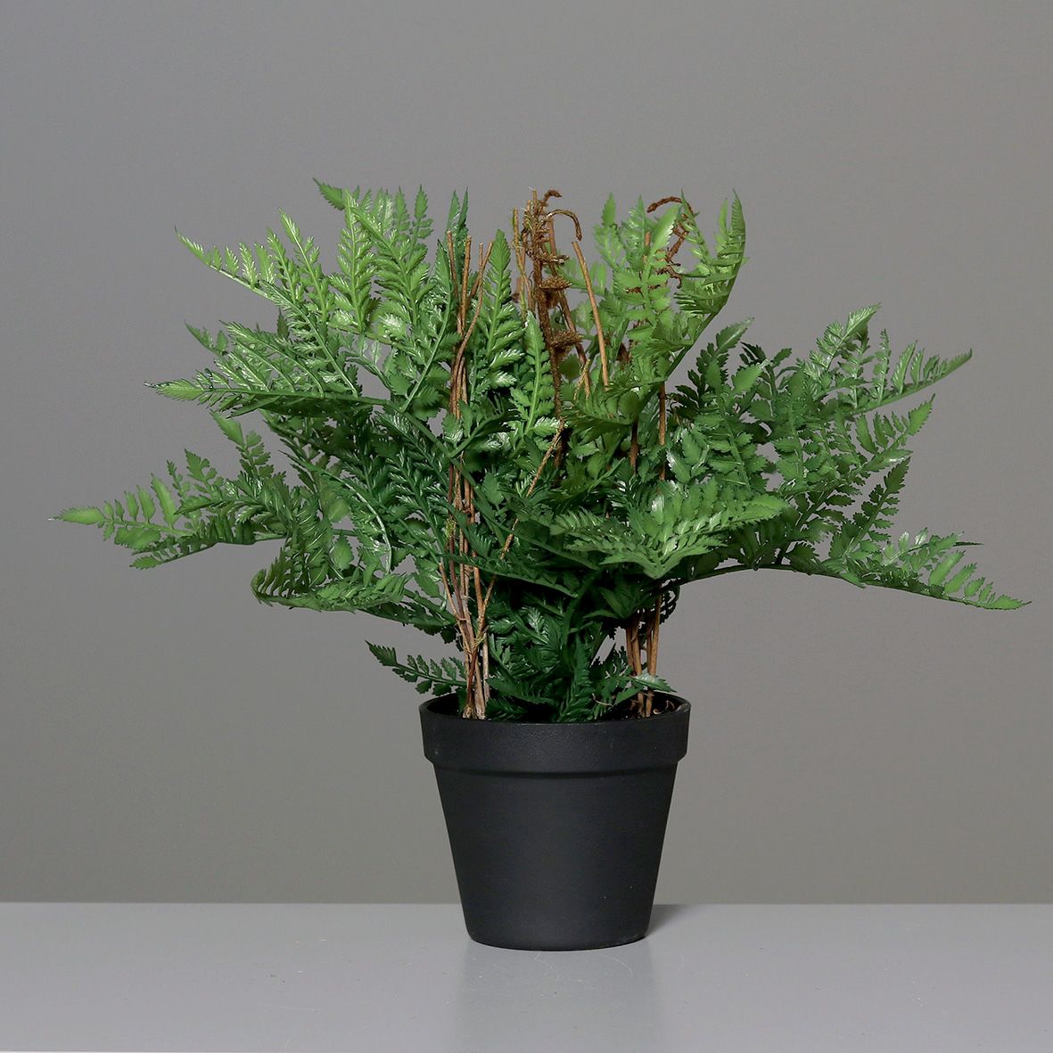 Fern in pot